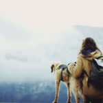 Dog + Mountain